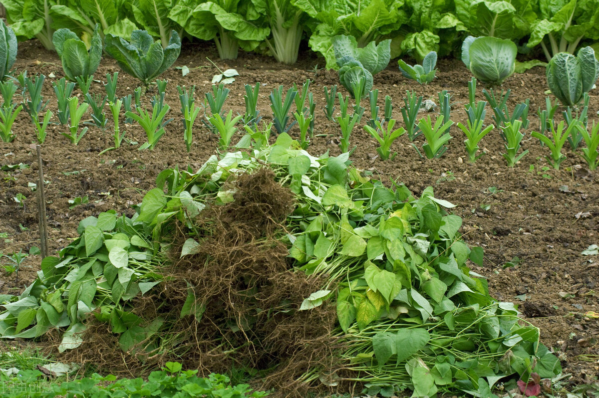 测试土壤酸碱度的方法化学,学会判断土壤酸碱度的七种方法