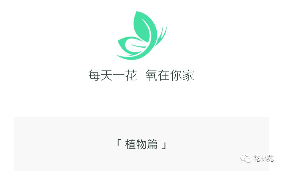 新手多肉月光寿养殖方法,多肉白银