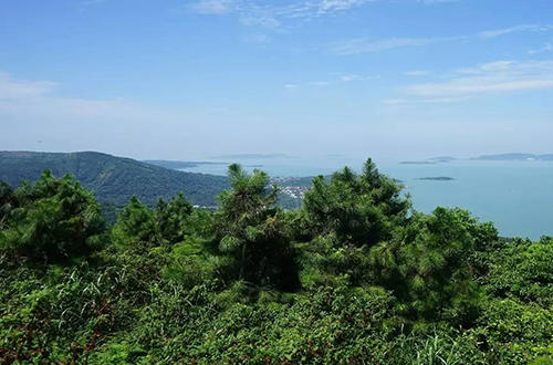 苏州碧螺春茶因为什么而著称,十大名茶之碧螺春