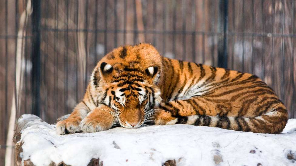 长春动物园新址在哪个位置,长春野生动物园二期储备地