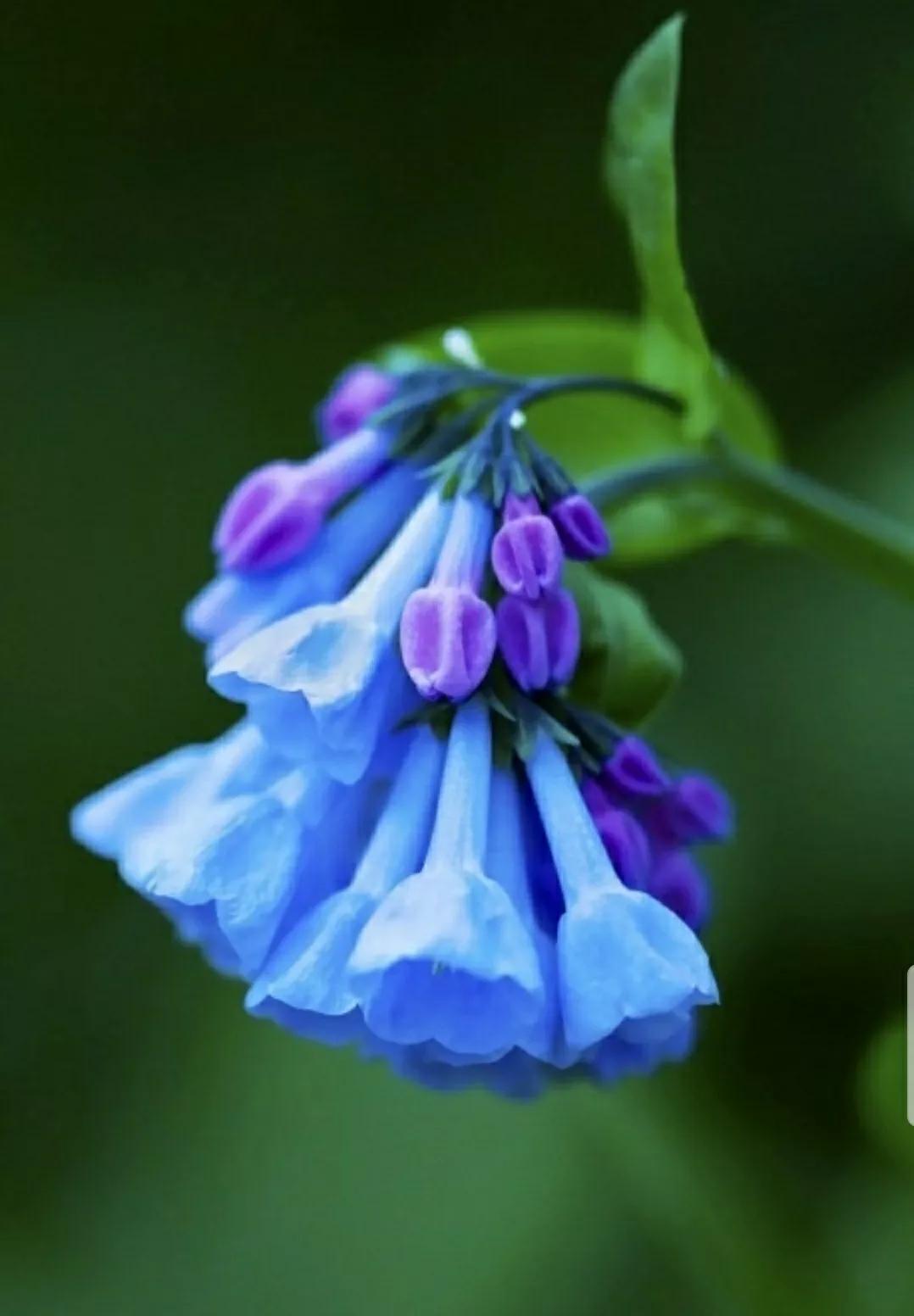 芳踪难觅濒危花!清新治愈篇:沙漠高原是吾家,豹子花的春天来了