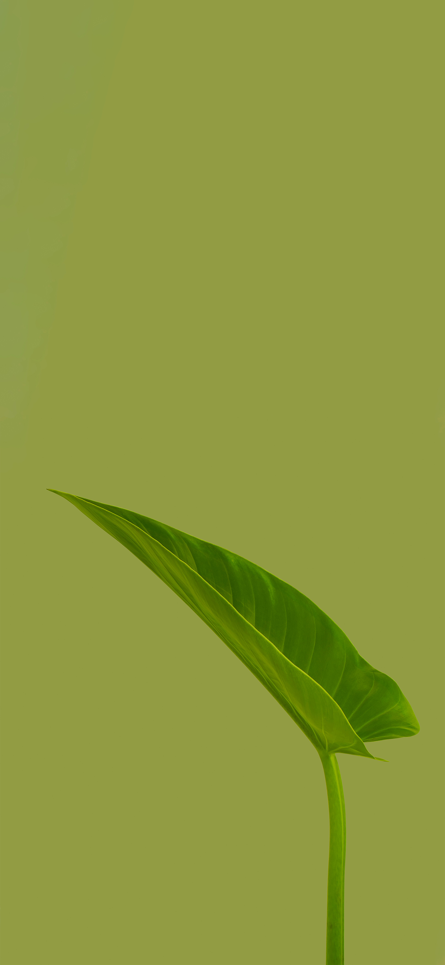 清晰到极致的手机壁纸图片,高清壁纸超清手机壁纸