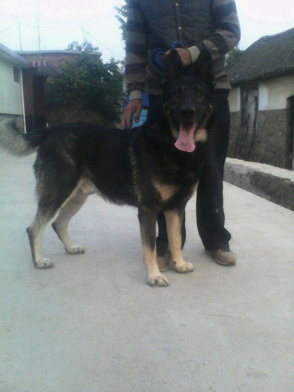 老版狼青犬训练,老版狼青犬视频