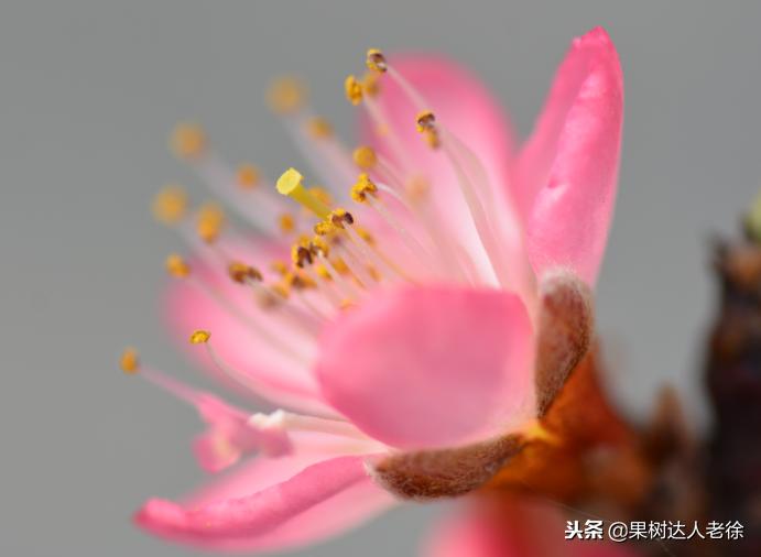 桃树开春管理视频,大棚桃花期用什么药