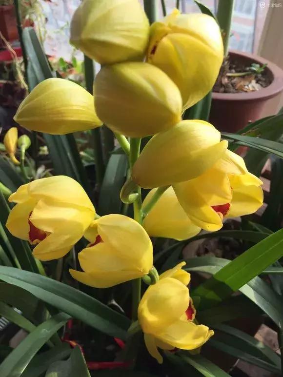 哪种兰花易开花又好养,最容易开花的兰花一年开多次