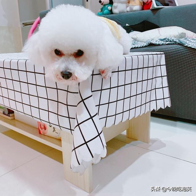 狗狗敏感吃什么药,纠正狗狗坏习惯训练方法