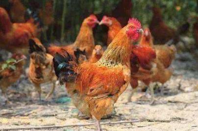 鸡的眼睛长疙瘩怎么回事,鸡的眼上长鸡痘是怎么了