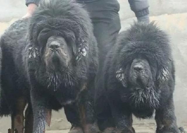 我的狗情结（三）