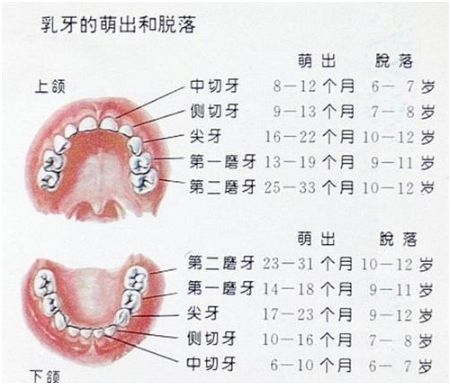 孩子的乳牙要掉了可以拔吗,小孩的乳牙真的可以治疾病吗