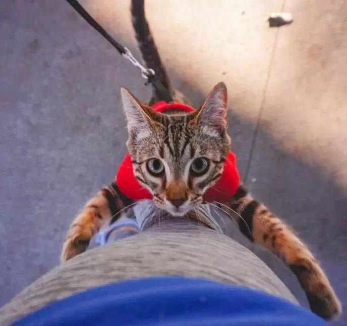 宠物能喝纯牛奶吗,宠物能喝白酒吗