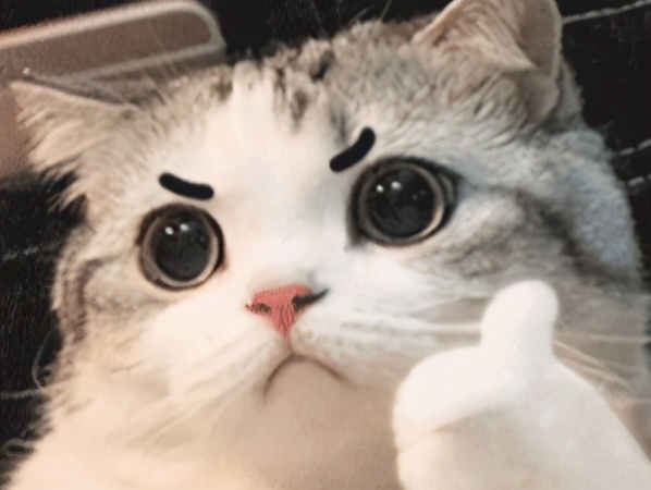 wildfieldhealth蛋白粉的副作用,wildfieldhealth怎么样