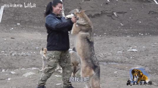 哈士奇养成狼,狼被养成了哈士奇