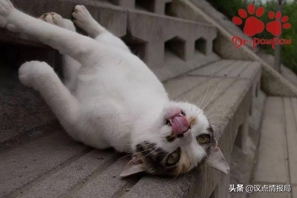猫咪误食绿萝吐了怎么办,猫咪用普安特驱虫药怎么样