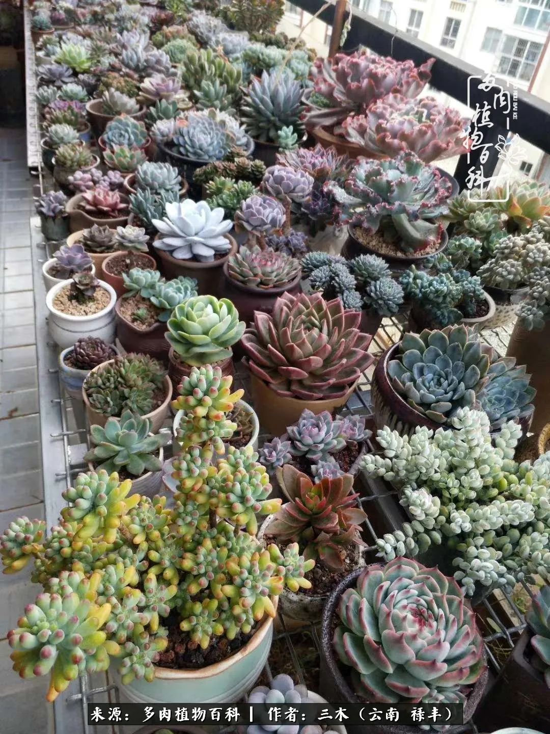 结缘多肉，阳台这一亩三分地就是我的世外桃源