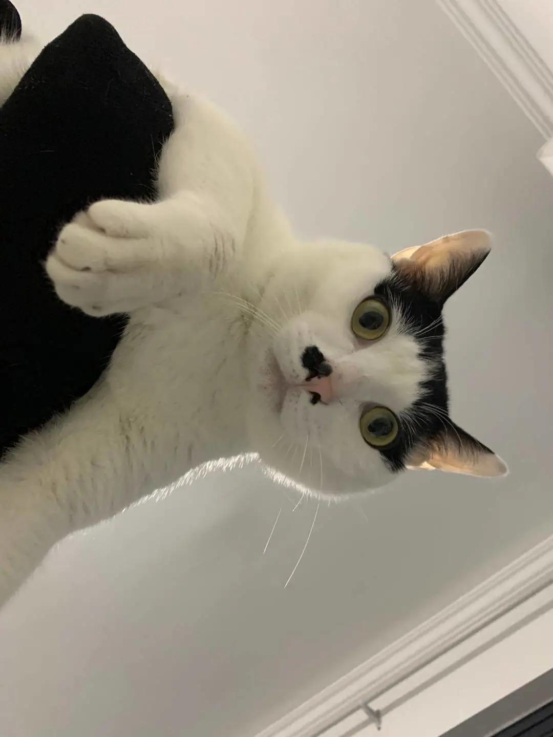 10年前捡回的猫变成的人,8年前从垃圾堆里捡的猫