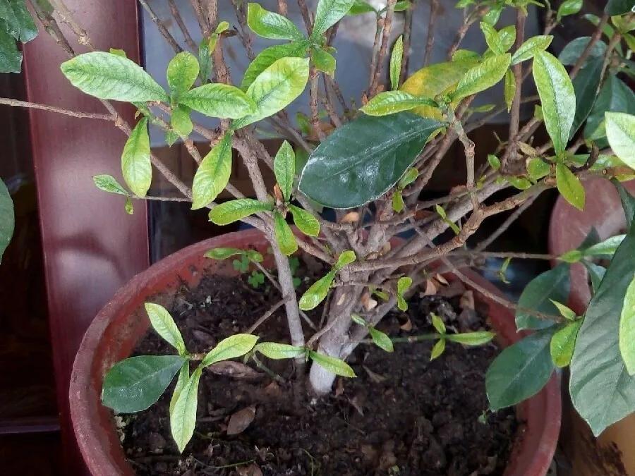 花买回来叶子蔫了怎么办,花掉花苞有什么好方法吗