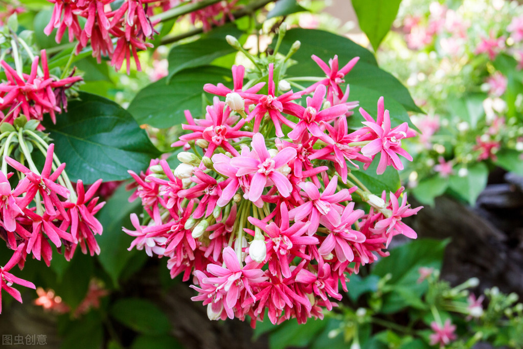 园林人需要知道的85个花卉知识,园林花卉的种类及图片