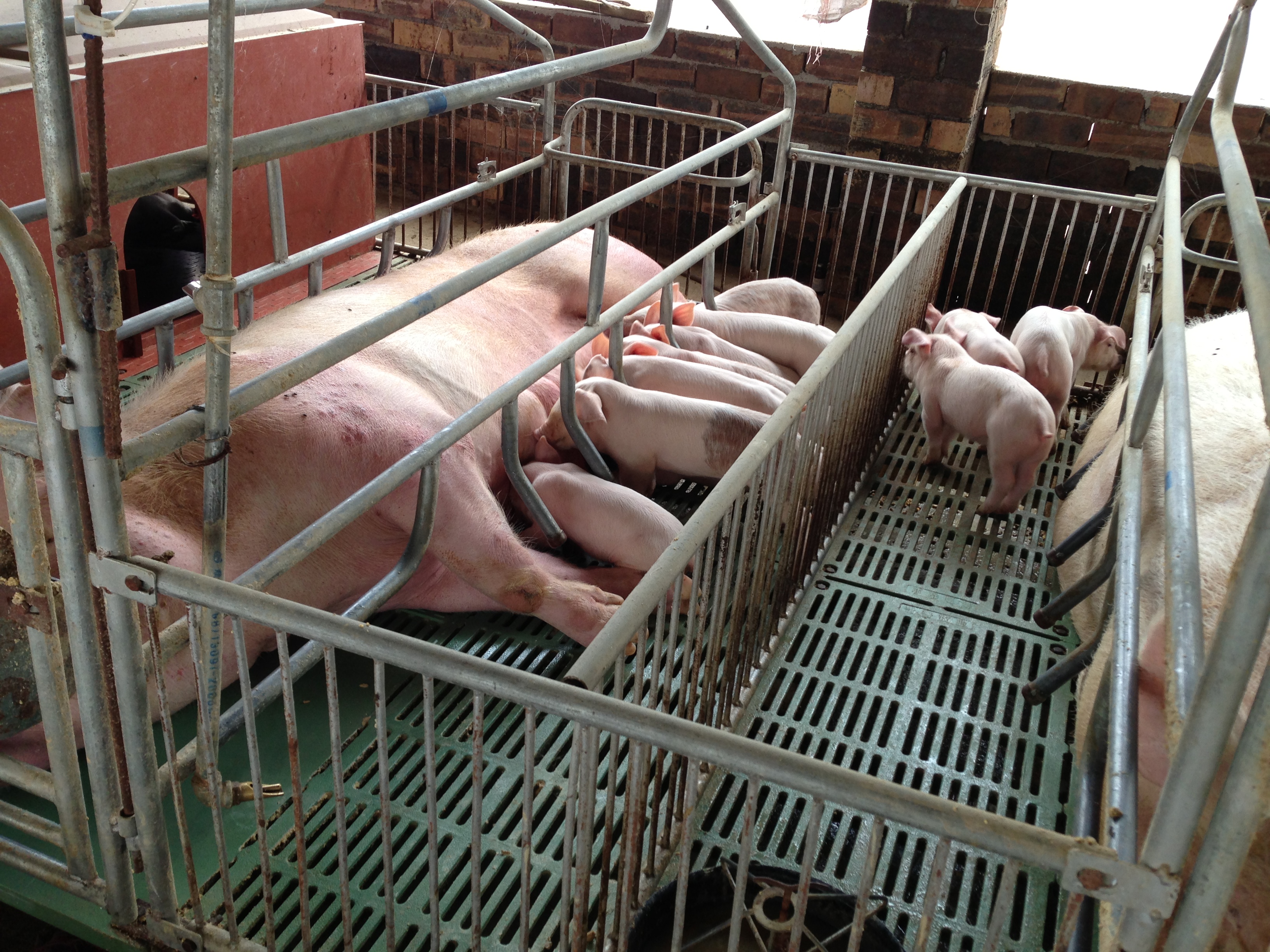 养猪人必看：仔猪黄痢综合防治妙招大全