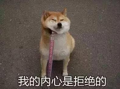 宠物狗需要每天遛狗吗,狗可以每天只遛一次吗