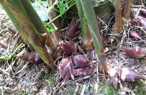 它叫阳火姜，气味让人上头，俗称“亚洲人参”，若见到别整株挖走