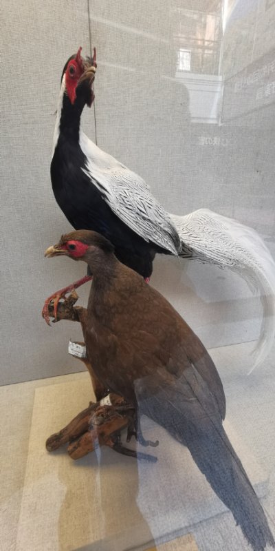 “鸟中‘闲客’——白鹇”特展在黑龙江省博物馆展出