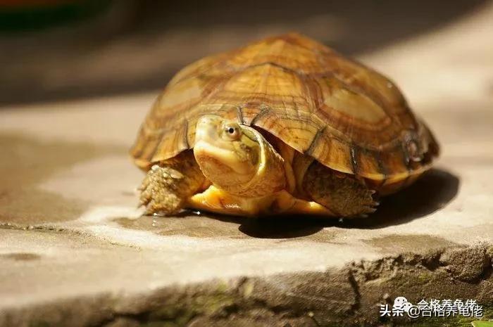 黄喉拟水龟和草龟有什么区别,黄喉拟水龟小青龟