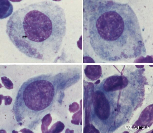 猫咪眼屎变多、咳嗽流鼻涕？别忽视了“嫌犯”支原体