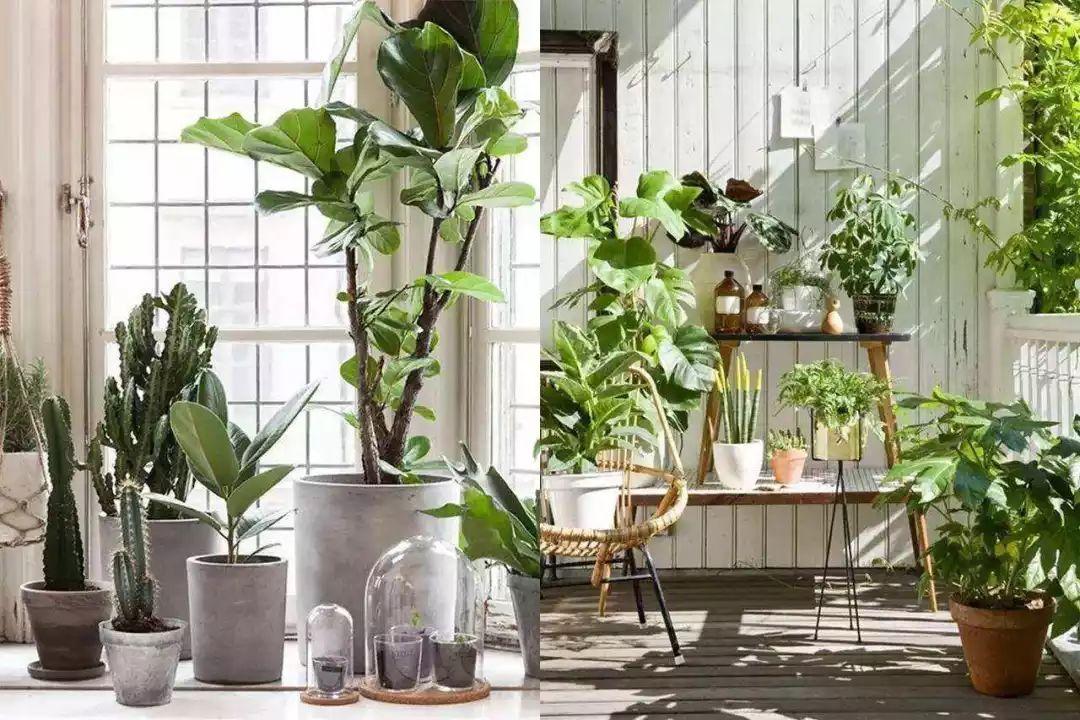 别说你对绿植没有误解，来看看你占哪一条