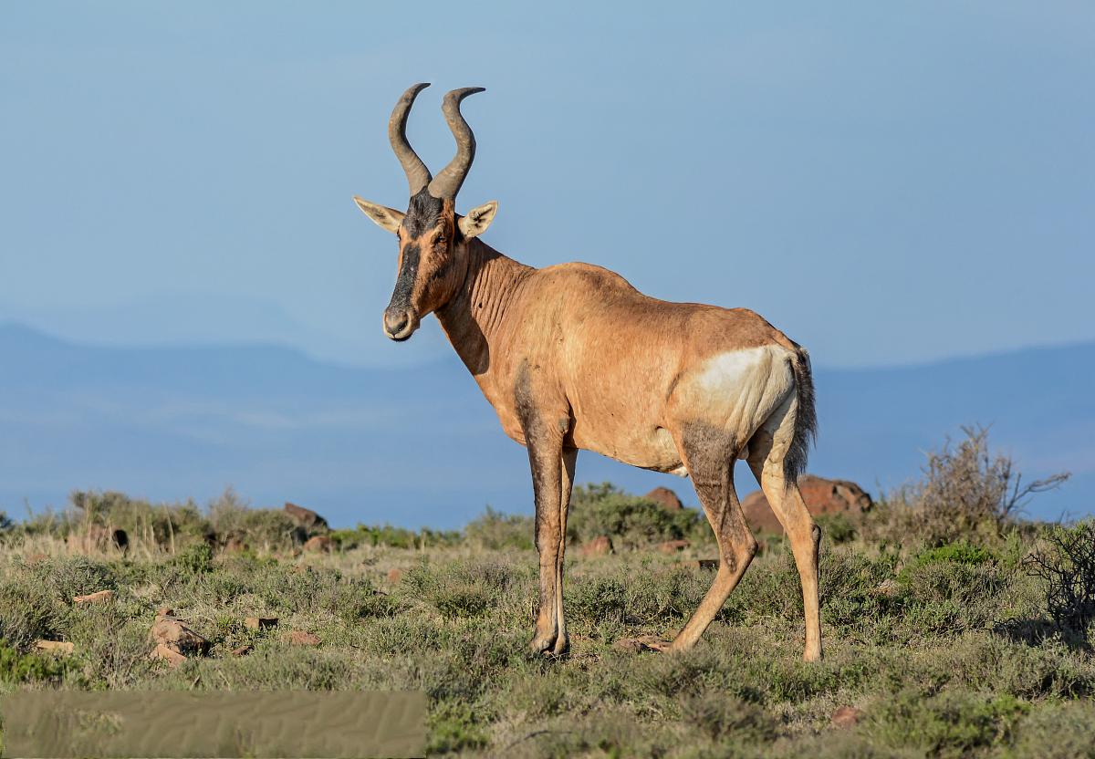 非洲牛科,物种繁多,来认识一下非洲大陆的各种羚羊吧