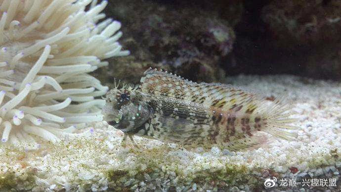 海缸养鱼长绿藻,海缸藻类多适合养鱼吗