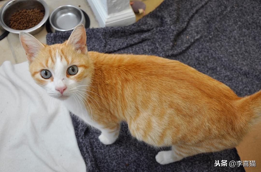 猫咪怀孕铲屎官要怎么办,猫咪怀孕生娃吃什么