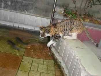 猫咪天生不爱吃鱼,为什么猫咪不爱吃鱼