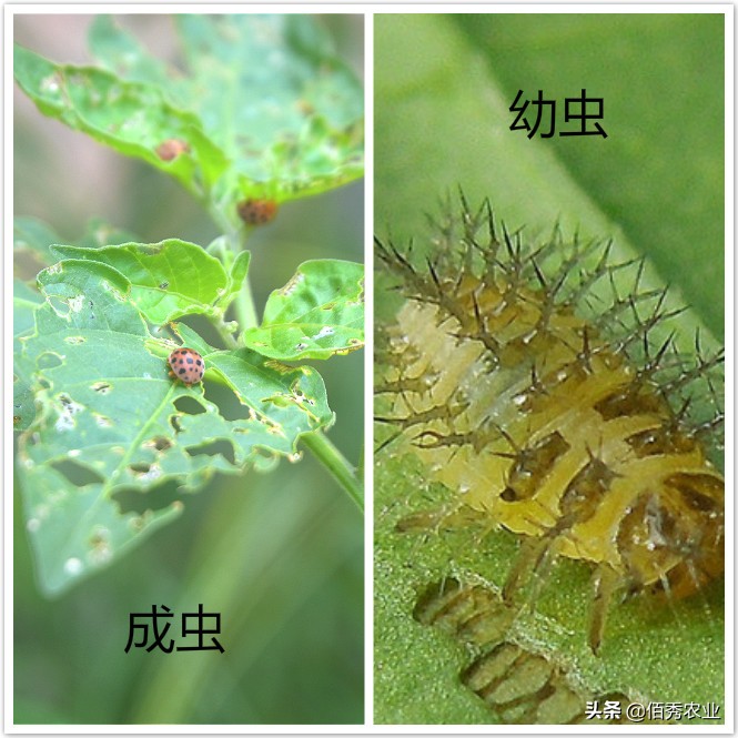 七星瓢虫是害虫吗吃庄稼吗,怎么防治瓢虫最有效