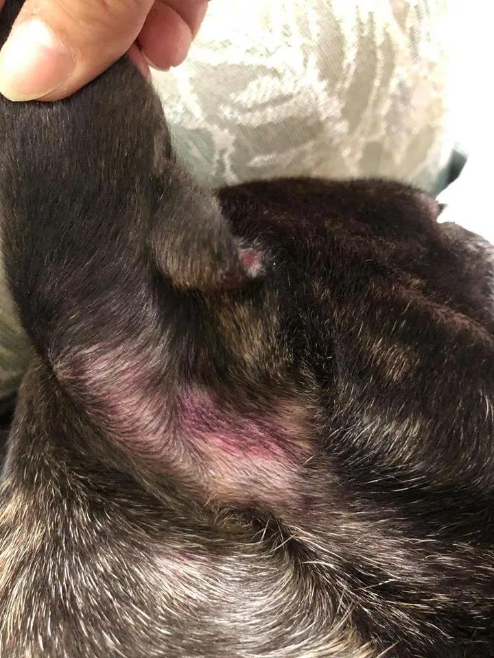 斗牛犬洗澡后肺水肿,斗牛犬洗完澡皮肤溃烂