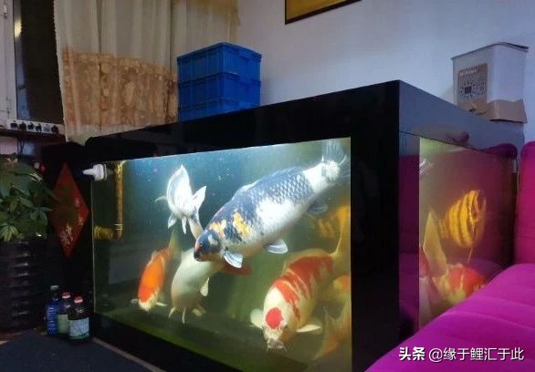 锦鲤趴缸底是什么病用什么药,锦鲤趴缸最快最好的恢复方法