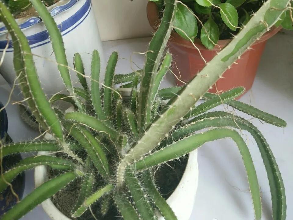 芒果核种芒果的过程,菠萝芒果核种植视频