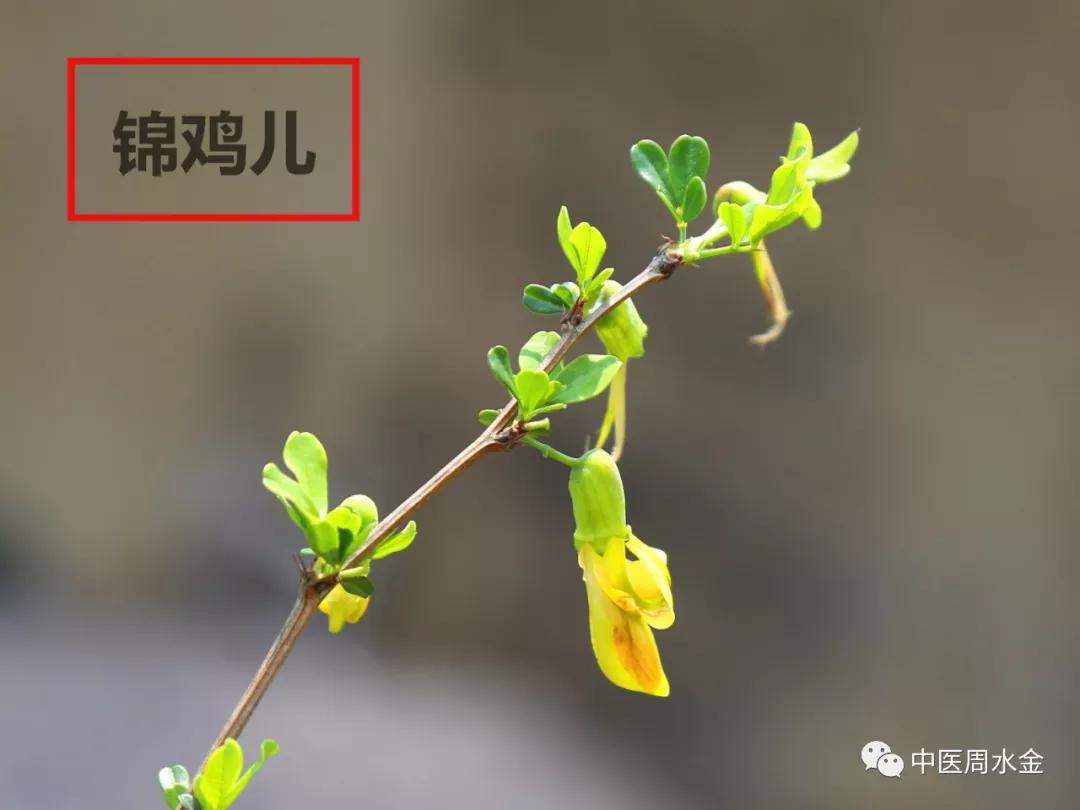 品味本草之美（第一季）