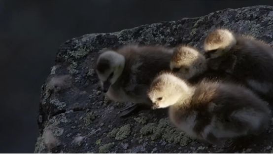 BBC最棒8部纪录片，强烈推荐孩子暑假看