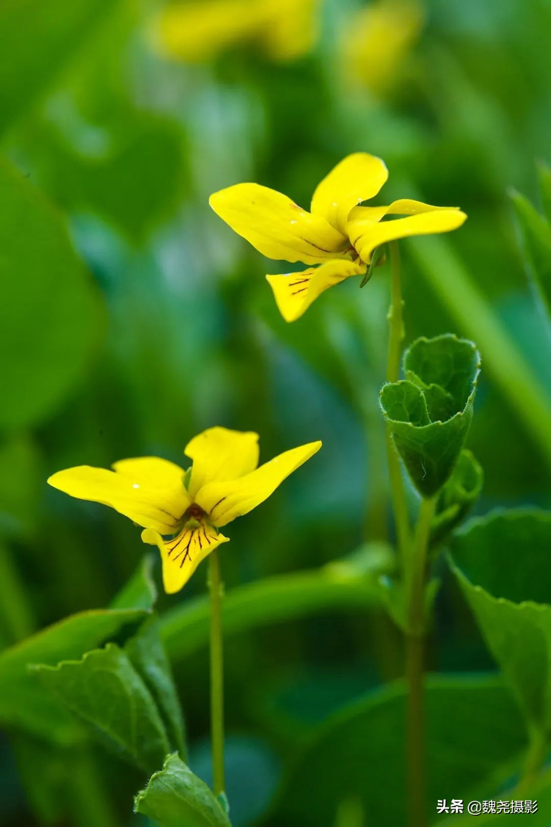 各个季节的野生兰花,北京百花山野生兰花图片