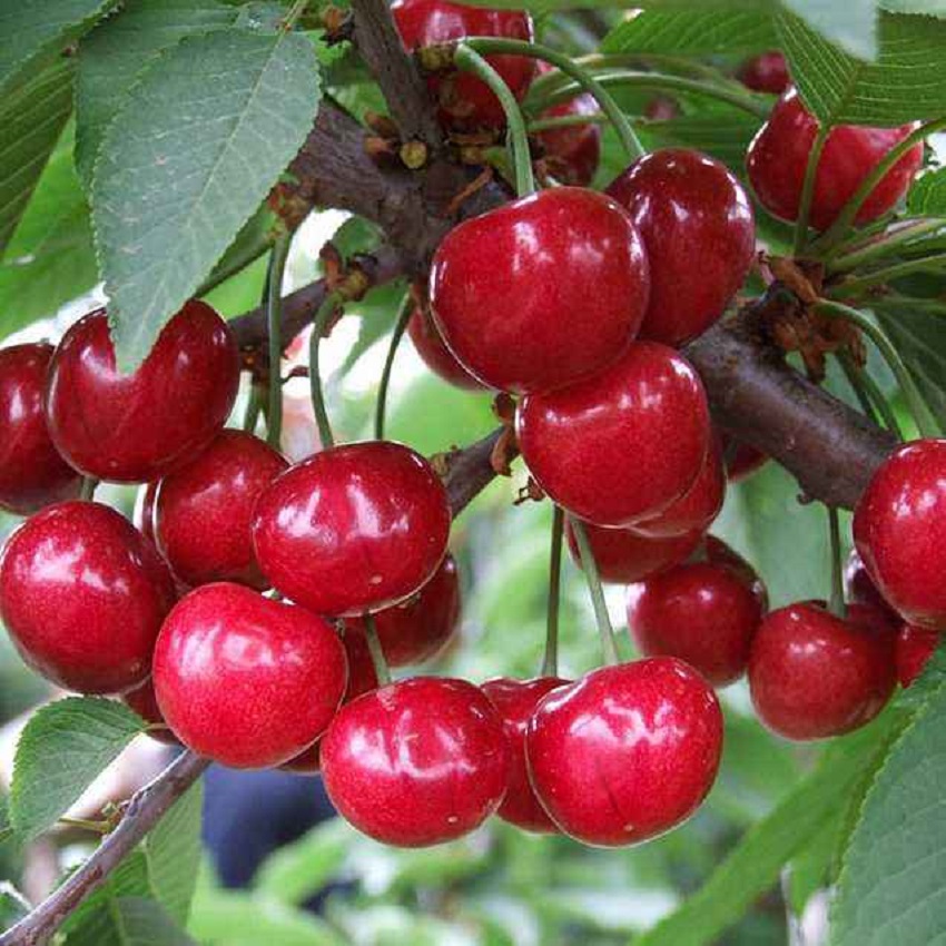 春季大樱桃上的介壳虫啥时间打药,大樱桃介壳虫啥时防治效果好