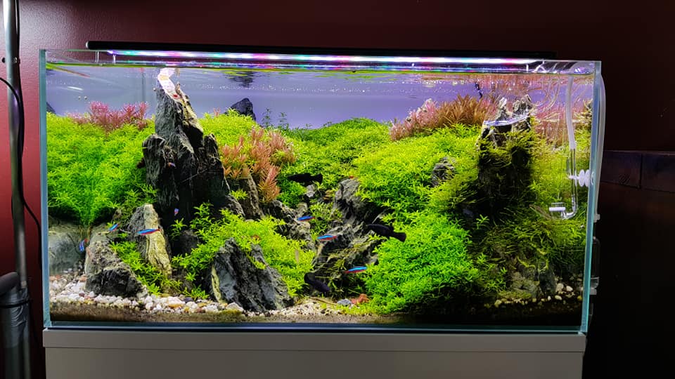 鱼缸硝化系统建立时要换水吗,鱼缸加黄粉还能建立硝化系统吗