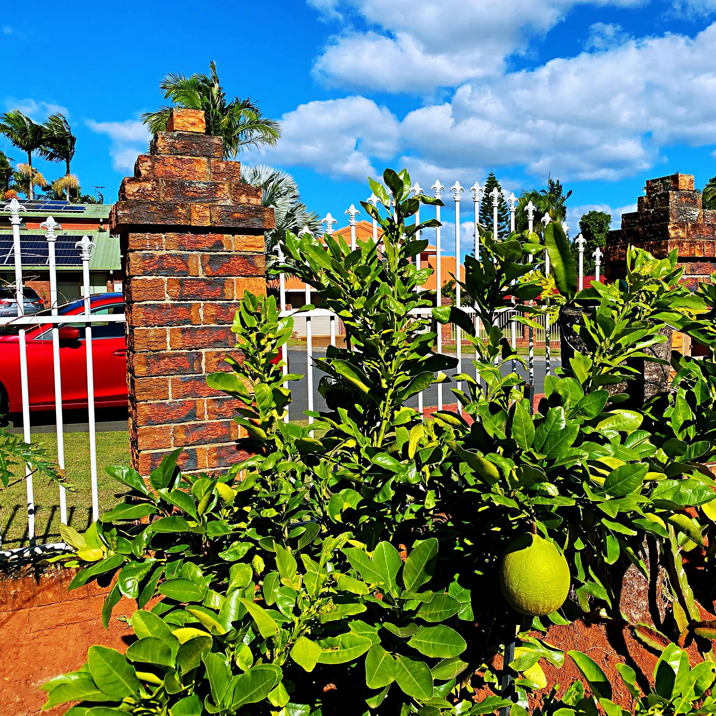 澳洲散记/留在图片里的老人与狗