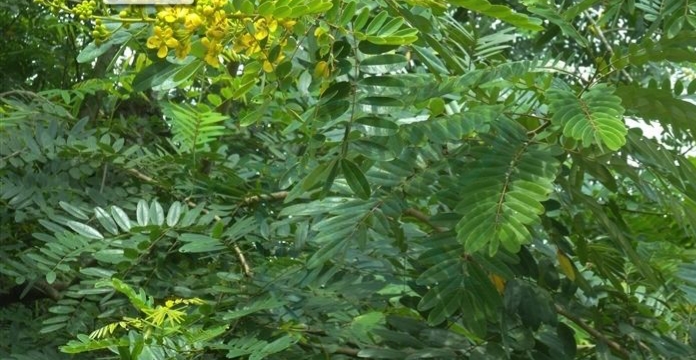 铁木材质有什么特点,铁木有哪些特征