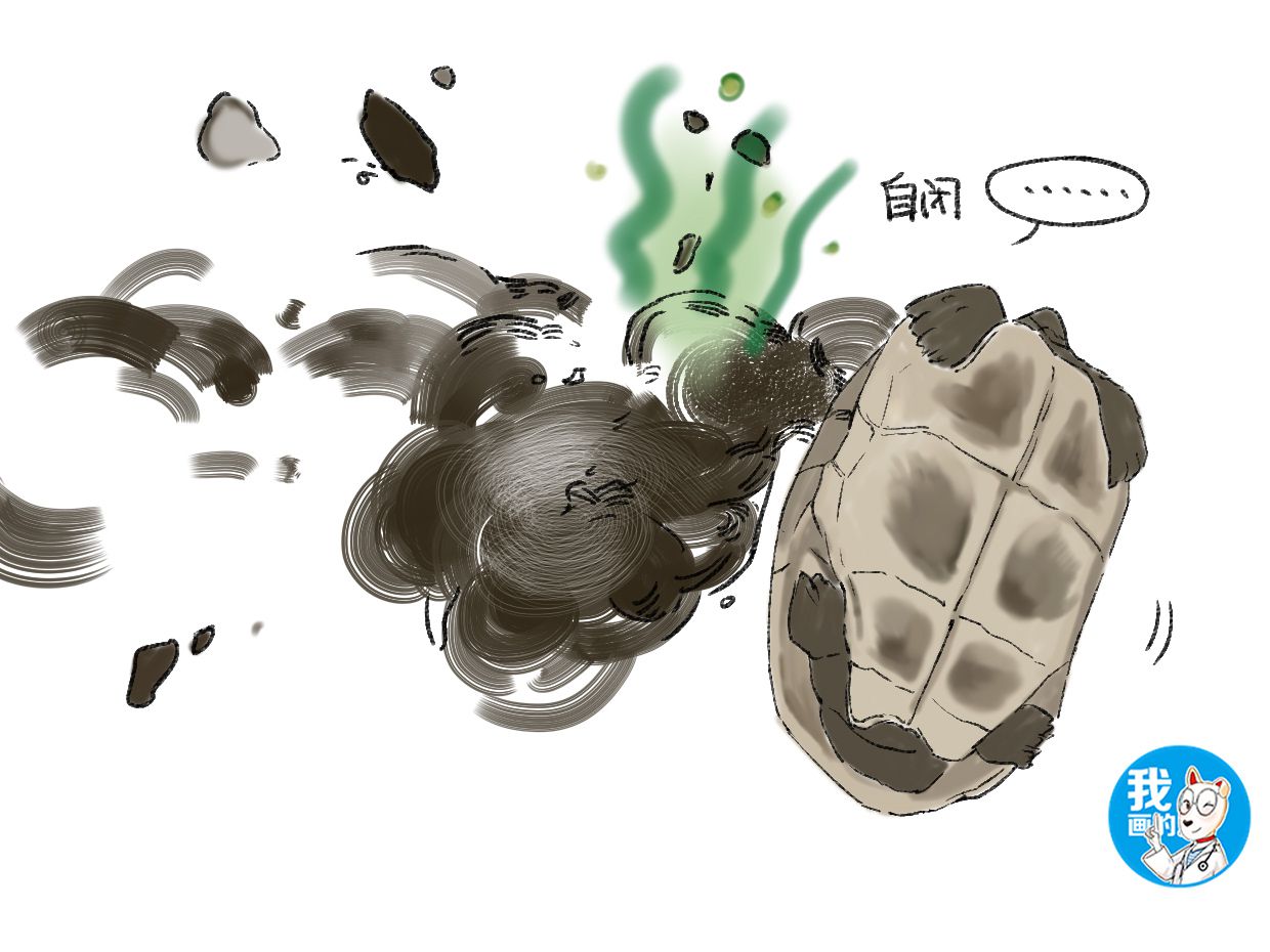 乌龟几天不吃东西还拉白色的东西,乌龟喂泻药