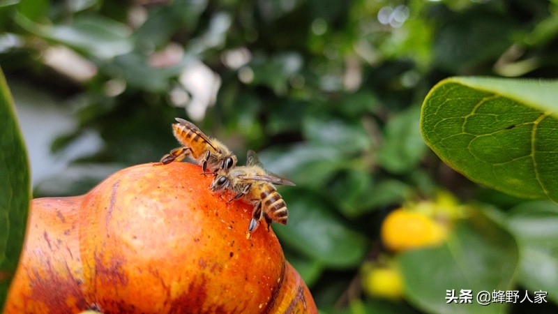 蜜蜂喜欢吃哪些蔬菜,蜂农的蜜蜂吃什么