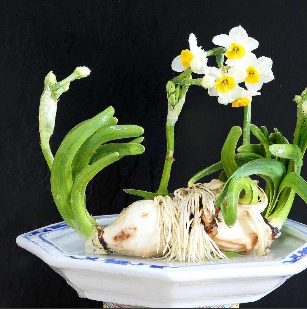 水仙花倒伏的原因和解决方法,水仙花叶子太长倒下了怎么处理