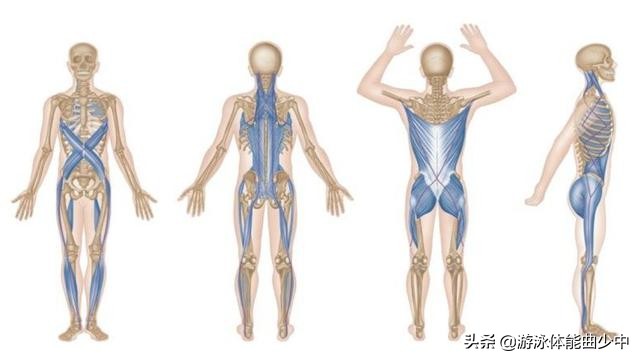 专业游泳训练后肌肉放松教程,游泳能放松深层肌肉吗