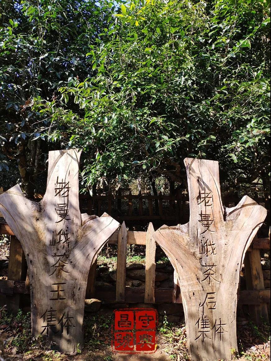 品饮普洱茶有哪些感受呢,普洱生茶喝后口腔发涩是怎么回事