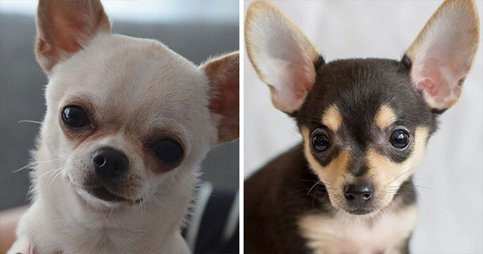 十种常见的犬种,10种常见的犬种