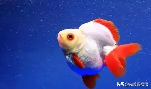 祝大家新年快乐年年有锦鲤,祝大家新年大吉年年有鱼